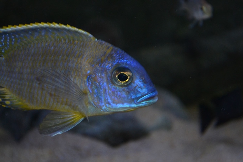 Tramitichromis sp. 'orange top' Lumbira